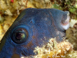 Hide and seek with a male Arabian Boxfish. by John Hill 